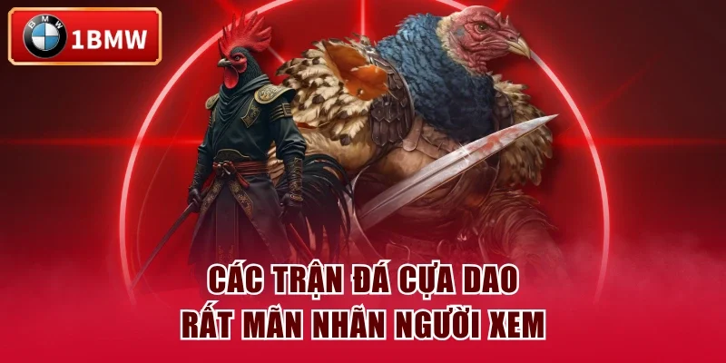 Các trận đá cựa dao rất mãn nhãn người xem