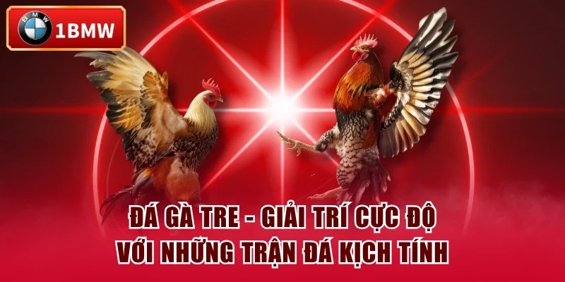 Đá Gà Tre - Giải Trí Cực Độ Với Những Trận Đá Kịch Tính