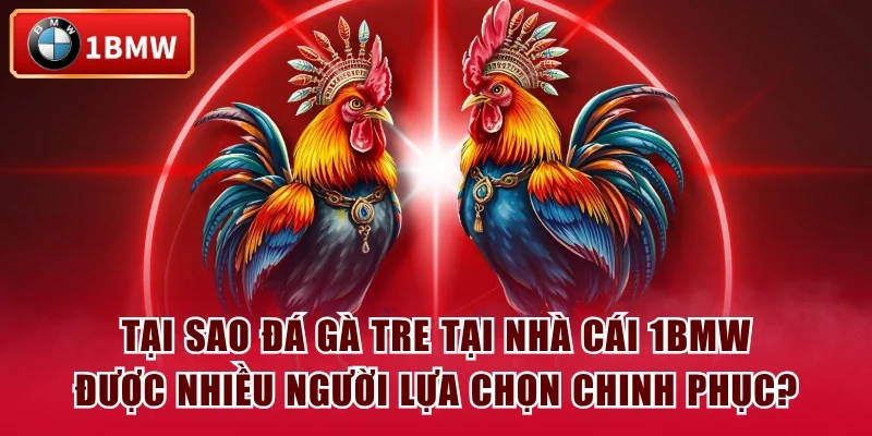 Tại sao đá gà tre tại nhà cái 1BMW được nhiều người lựa chọn chinh phục? Tại sao đá gà tre tại nhà cái 1BMW được nhiều người lựa chọn chinh phục?