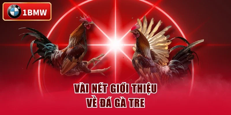 Vài nét giới thiệu về đá gà tre Vài nét giới thiệu về đá gà tre